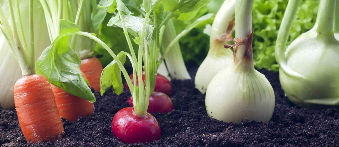 Samenshop24 Elegant Boutique -Samenshop24 Elegant Boutique 1315f7b3ca99575b8605580f47135bde