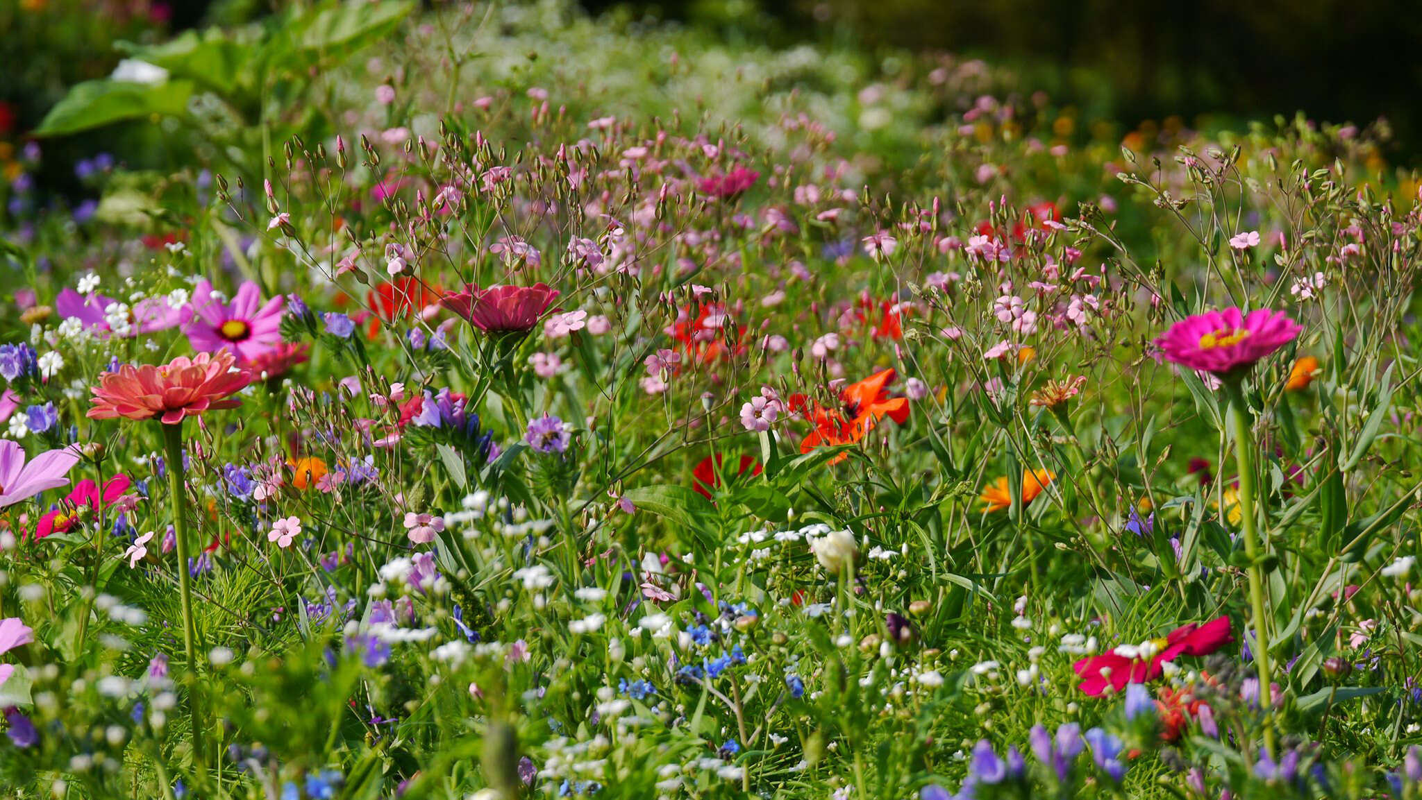 Samenshop24 Elegant Boutique -Samenshop24 Elegant Boutique aosi0 tw0qb