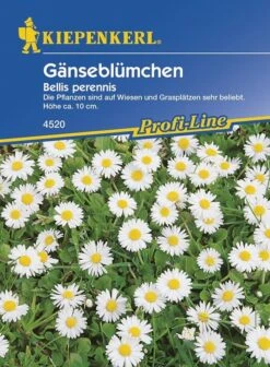 Bellis Perennis Wiesengänseblümchen -Samenshop24 Elegant Boutique bellis perennis wiesengaensebluemchen
