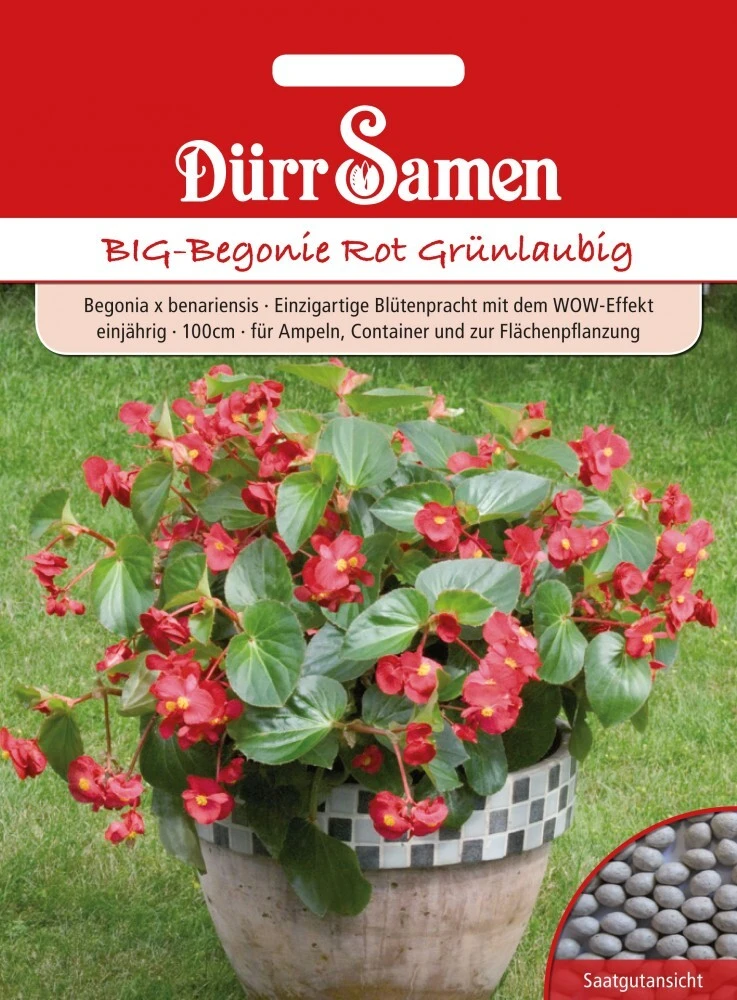 Benarys BIG-Begonie Rot Grünlaubig 3 Benarys BIG-Begonie Rot Grünlaubig