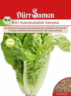 BIO Romana-Salat Xaroma Genügsam Und Pflegeleicht -Samenshop24 Elegant Boutique bio romana xaroma