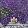 Blaukissen (Aubrietia) SPERLING`s Azzurro -Samenshop24 Elegant Boutique blaukissen aubrietia sperlings azzurro