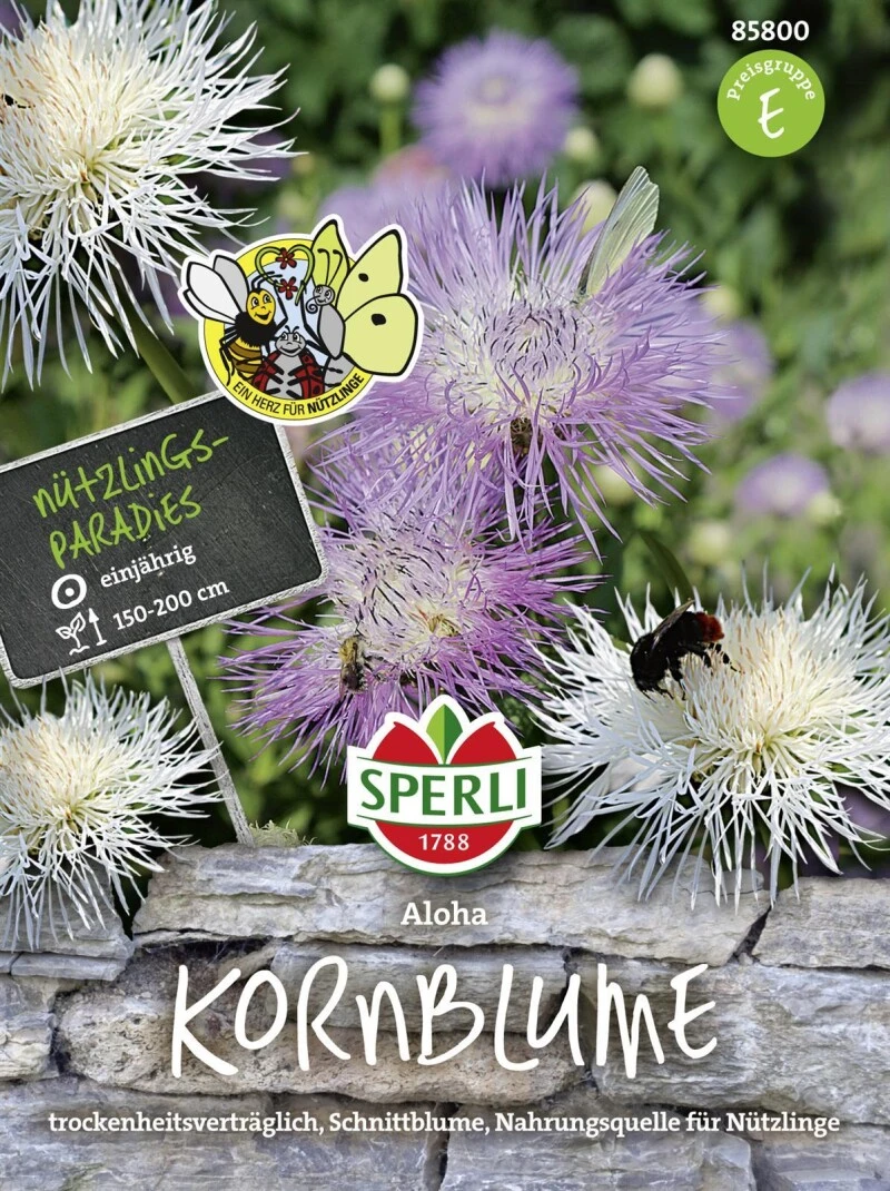 Centaurea Americana Kornblume, Aloha 4 Centaurea Americana Kornblume, Aloha – Bild 2