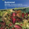 Coleus X Blumei Buntnessel 1 Coleus X Blumei Buntnessel -Samenshop24 Elegant Boutique coleus x blumei buntnessel