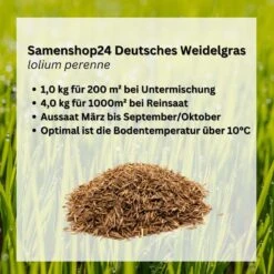 Samenshop24® Deutsches Weidelgras (lolium Perenne) | 1kg Für 250 M² | Bringt Höchste Erträge -Samenshop24 Elegant Boutique deutsches weidelgras 52