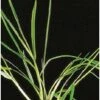 Samenshop24® Deutsches Weidelgras (lolium Perenne) | 1kg Für 250 M² | Bringt Höchste Erträge 2 Samenshop24® Deutsches Weidelgras (lolium Perenne) | 1kg Für 250 M² | Bringt Höchste Erträge -Samenshop24 Elegant Boutique deutsches weidelgras 53