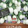 Eierbaum (Solanum Melongena), Essbare Zieraubergine, Blüht Violett, Tolle Dekoration -Samenshop24 Elegant Boutique eierbaum solanum