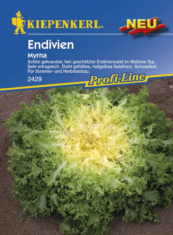 Endivie Myrna 4 Endivie Myrna – Bild 2