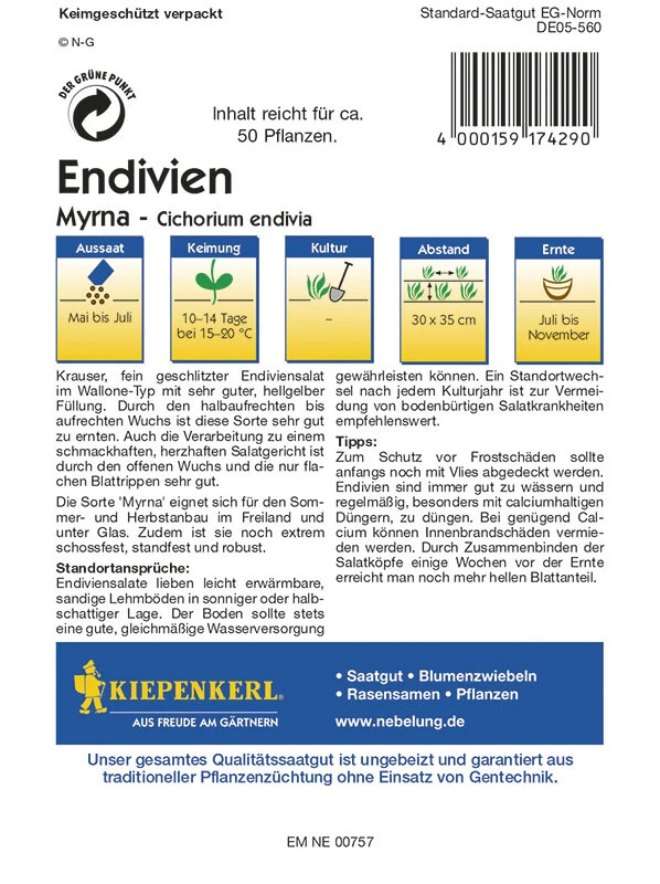 Endivie Myrna 3 Endivie Myrna