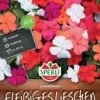 Fleißiges Lieschen Leuchtfeuer, Resistent Gegen Falschen Mehltau, Ideal Für Kübel Und Hochbeete -Samenshop24 Elegant Boutique fleissiges lieschen leuchtfeuer