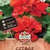 Geranie Madeira, Rot Mit Langer Blütezeit -Samenshop24 Elegant Boutique geranie madeira rot