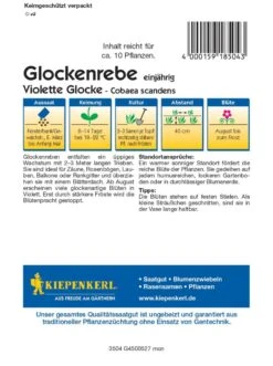Glockenrebe Violett, Ideal Für Zäune Rosenbögen Und Rankgitter, Schlingpflanze, Nektarspender