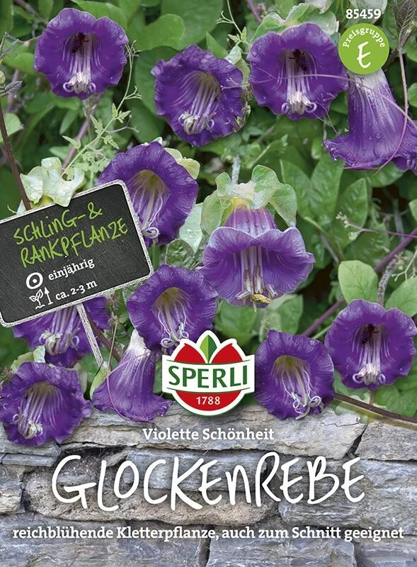 Glockenreben Violette Schönheit, Reichblühende Kletterpflanze Auch Zum Schnitt Geeignet 3 Glockenreben Violette Schönheit, Reichblühende Kletterpflanze Auch Zum Schnitt Geeignet