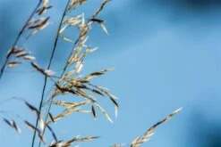 Samenshop24® Härtlicher Schwingel/ Schafschwingel Festuca Trachyphylla | 1kg Für 200 M² -Samenshop24 Elegant Boutique haertlicher schwingel schafschwingel3