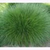 Samenshop24® Horstrotschwingel Festuca Rubra Commutata 1kg -Samenshop24 Elegant Boutique horstrotschwingel festuca rubra commutata3