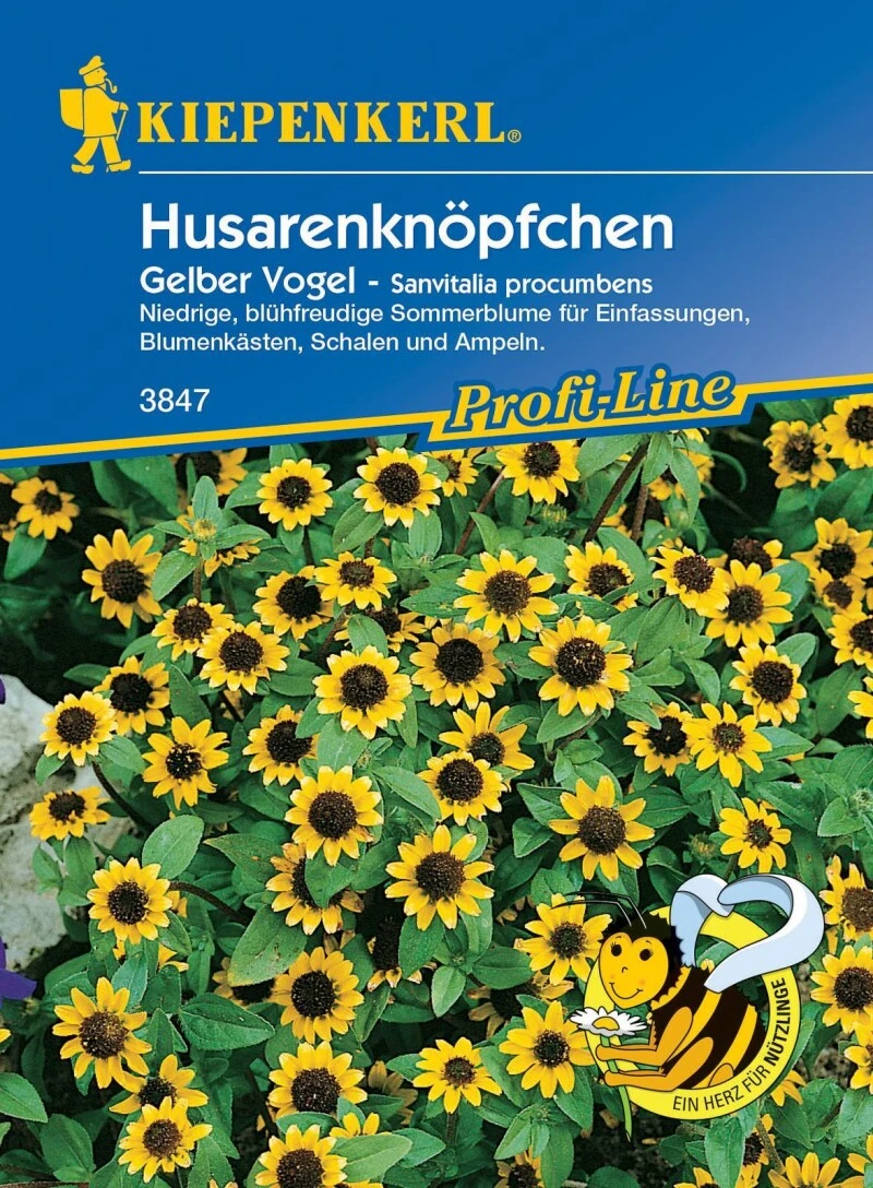 Husarenköpfchen Gelber Vogel, Niedrig Wachsende Sommerblume Ist Eine Echte Zierde Für Einfassungen Blumenkästen Und Ampeln 5 Husarenköpfchen Gelber Vogel, Niedrig Wachsende Sommerblume Ist Eine Echte Zierde Für Einfassungen Blumenkästen Und Ampeln – Bild 3