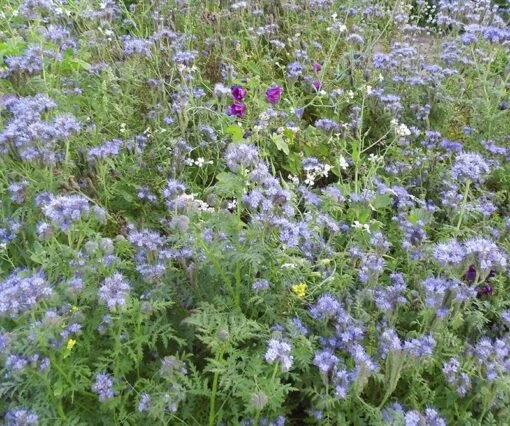 Kiepenkerl Tübinger Mischung, Einjährig - 1kg -Samenshop24 Elegant Boutique kiepenkerl tuebinger mischung einjaehrig 1kg