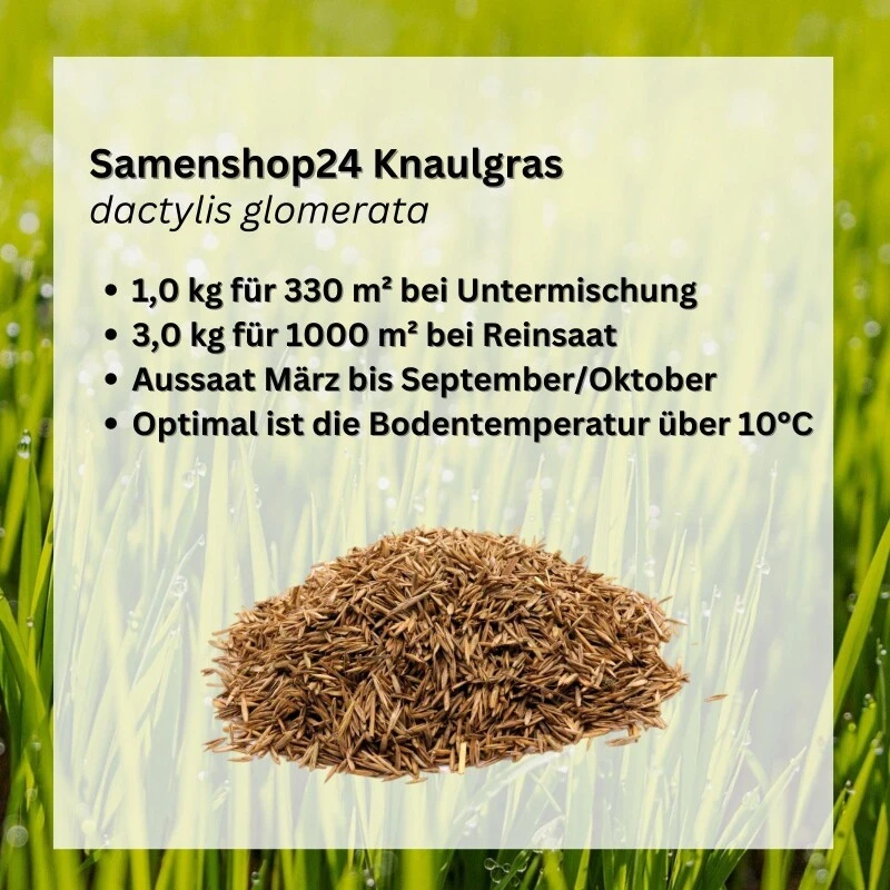 Samenshop24® Knaulgras Dactylis Glomerata | 1 Kg Für Ca. 330 M² | Früh Austreibendes Obergras 4 Samenshop24® Knaulgras Dactylis Glomerata | 1 Kg Für Ca. 330 M² | Früh Austreibendes Obergras – Bild 2