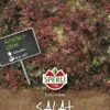Pflücksalat Lollo Rossa, Spät Schießend, äußerst Schmackhaft Enthält Wenige Bitterstoffe -Samenshop24 Elegant Boutique pfluecksalat lollo rossa