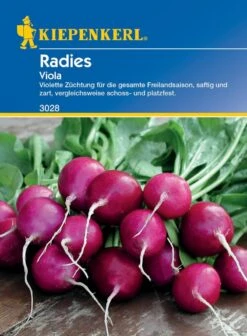 Radieschen Viola, Violette Radies-Sorte Für Die Ganze Freilandsaison -Samenshop24 Elegant Boutique radieschen viola