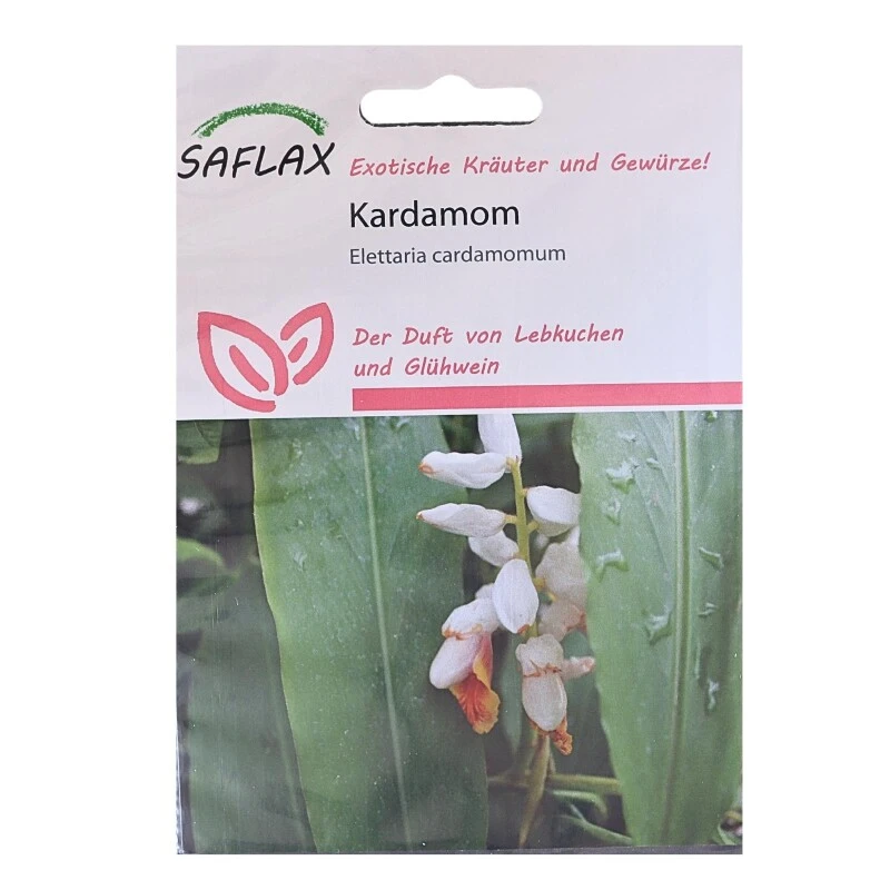 Kardamom Pflegeleichte Zimmerpflanze Mit Dem Duft Von Weihnachten 4 Kardamom Pflegeleichte Zimmerpflanze Mit Dem Duft Von Weihnachten – Bild 2