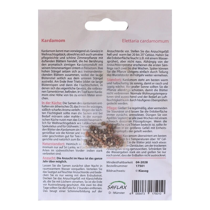 Kardamom Pflegeleichte Zimmerpflanze Mit Dem Duft Von Weihnachten 3 Kardamom Pflegeleichte Zimmerpflanze Mit Dem Duft Von Weihnachten