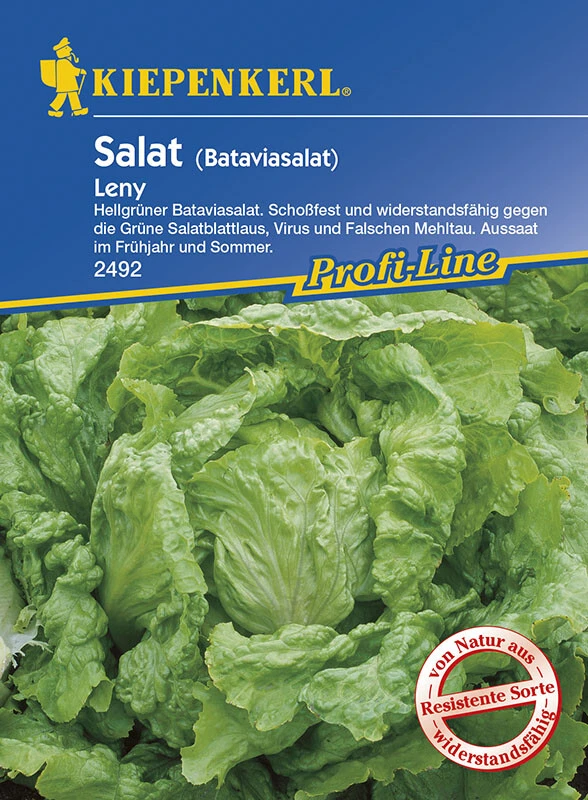Salat Bataviasalat Leny Grün Resistent 4 Salat Bataviasalat Leny Grün Resistent – Bild 2