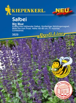 Salvia Ährensalbei Big Blue