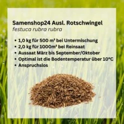 Samenshop24® Ausl. Rotschwingel Festuca Rubra Rubra 1kg 7 Samenshop24® Ausl. Rotschwingel Festuca Rubra Rubra 1kg -Samenshop24 Elegant Boutique samenshop24 ausl rotschwingel festuca rubra rubra 1kg2