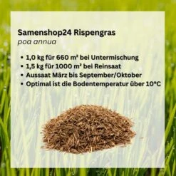 Samenshop24® Einjähriges Rispengras, Poa Annua 1kg 6 Samenshop24® Einjähriges Rispengras, Poa Annua 1kg -Samenshop24 Elegant Boutique samenshop24 einjaehriges rispengras poa annua 1kg2
