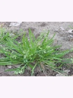 Samenshop24® Einjähriges Rispengras, Poa Annua 1kg 7 Samenshop24® Einjähriges Rispengras, Poa Annua 1kg -Samenshop24 Elegant Boutique samenshop24 einjaehriges rispengras poa annua 1kg3
