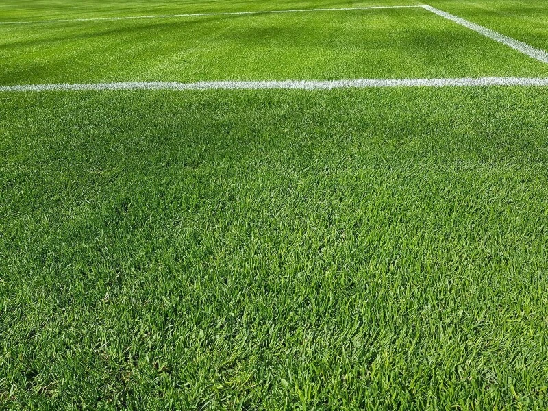 Samenshop24® RSM-Rasensamen 3.2 Sportrasen Regeneration Mit Poa Pratensis 1kg 8 Samenshop24® RSM-Rasensamen 3.2 Sportrasen Regeneration Mit Poa Pratensis 1kg – Bild 6