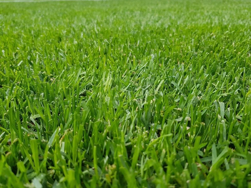 Samenshop24® RSM-Rasensamen 3.2 Sportrasen Regeneration Mit Poa Pratensis 1kg 4 Samenshop24® RSM-Rasensamen 3.2 Sportrasen Regeneration Mit Poa Pratensis 1kg – Bild 2