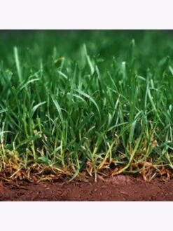 Samenshop24® Schattenrasen Mit Poa Supina 1kg Für 50m² -Samenshop24 Elegant Boutique samenshop24 schattenrasen mit poa supina 1kg fuer 50m2