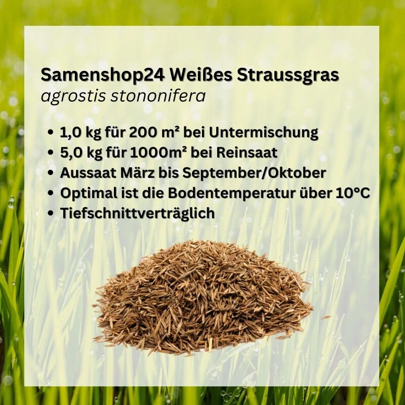 Samenshop24® Weißes Straussgras (Flechtstraussgras) Agrostis Stolonifera 1kg 5 Samenshop24® Weißes Straussgras (Flechtstraussgras) Agrostis Stolonifera 1kg – Bild 3