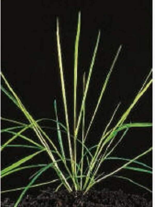 Samenshop24® Weißes Straussgras (Flechtstraussgras) Agrostis Stolonifera 1kg 4 Samenshop24® Weißes Straussgras (Flechtstraussgras) Agrostis Stolonifera 1kg – Bild 2