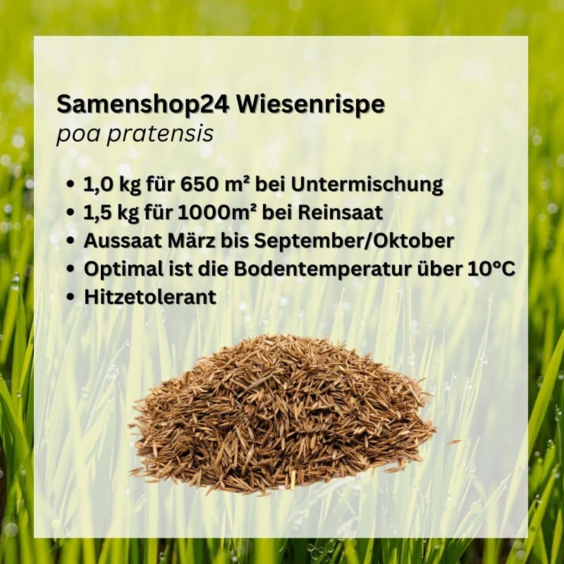 Samenshop24® Wiesenrispe Poa Pratensis , Inhalt: 1kg, Belastbar Mit Guter Hitzeverträglichkeit 3 Samenshop24® Wiesenrispe Poa Pratensis , Inhalt: 1kg, Belastbar Mit Guter Hitzeverträglichkeit