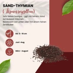 Sand-Thymian Thymus Serphyllum Wildform Bodendecker Trittfest 9 Sand-Thymian Thymus Serphyllum Wildform Bodendecker Trittfest -Samenshop24 Elegant Boutique sand thymian 12