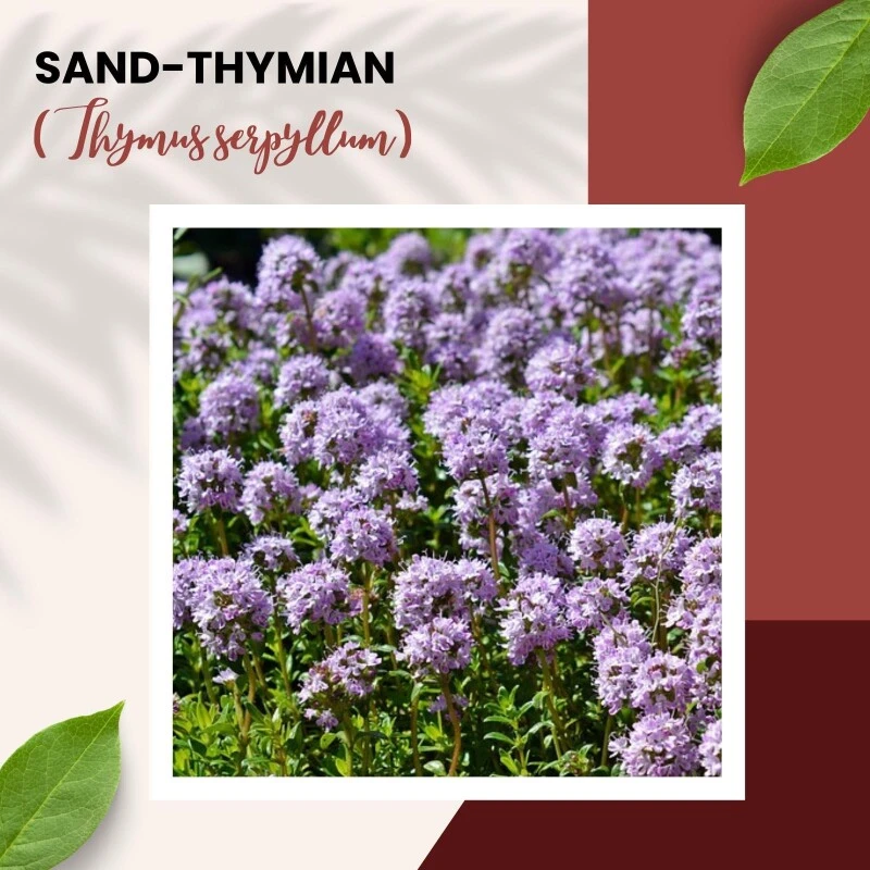 Sand-Thymian Thymus Serphyllum Wildform Bodendecker Trittfest 4 Sand-Thymian Thymus Serphyllum Wildform Bodendecker Trittfest – Bild 2