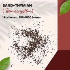 Sand-Thymian Thymus Serphyllum Wildform Bodendecker Trittfest 8 Sand-Thymian Thymus Serphyllum Wildform Bodendecker Trittfest -Samenshop24 Elegant Boutique sand thymian 14