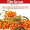 Dürr Sanddorn, Bis Zu 3 Meter Hoher Sommergrüner Strauch Mit Zahlreichen Kleinen Früchten -Samenshop24 Elegant Boutique sanddorn 1