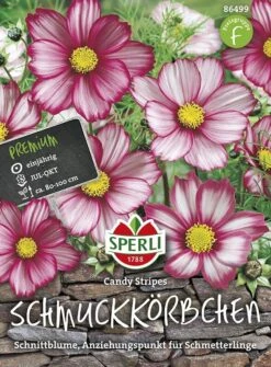 Schmuckkörbchen Candy Stripes 5 Schmuckkörbchen Candy Stripes -Samenshop24 Elegant Boutique schmuckkoerbchen candy stripes