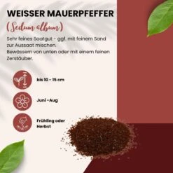 Weißer Mauerpfeffer Sedum Album Wildform Bodendecker Für Steingärten Heidegärten Und Dachbegrünung -Samenshop24 Elegant Boutique sedum album portion 12