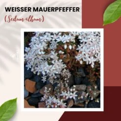 Weißer Mauerpfeffer Sedum Album Wildform Bodendecker Für Steingärten Heidegärten Und Dachbegrünung -Samenshop24 Elegant Boutique sedum album portion 13