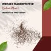 Weißer Mauerpfeffer Sedum Album Wildform Bodendecker Für Steingärten Heidegärten Und Dachbegrünung 1 Weißer Mauerpfeffer Sedum Album Wildform Bodendecker Für Steingärten Heidegärten Und Dachbegrünung -Samenshop24 Elegant Boutique sedum album portion 14