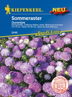 Sommeraster Ouvertüre (hellblau)