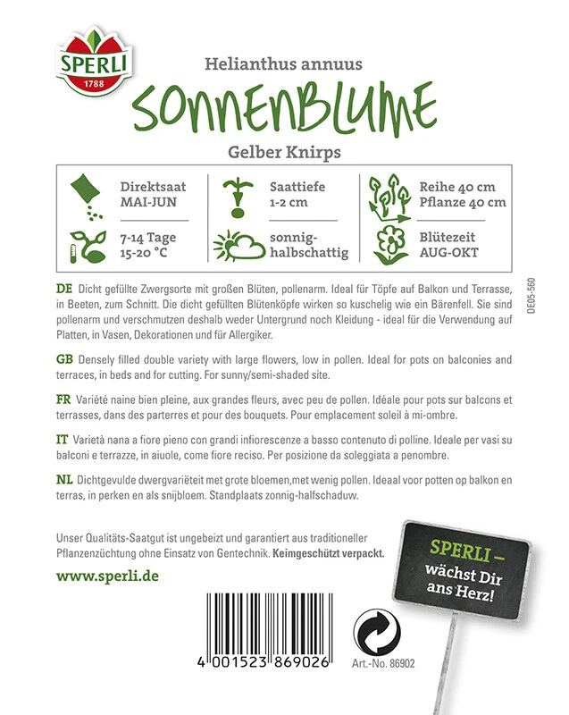 Sonnenblume Gelber Knirps 4 Sonnenblume Gelber Knirps – Bild 2