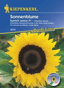 Sonnenblume Sunrich Lemon, F1 5 Sonnenblume Sunrich Lemon, F1 -Samenshop24 Elegant Boutique sonnenblume sunrich lemon f1