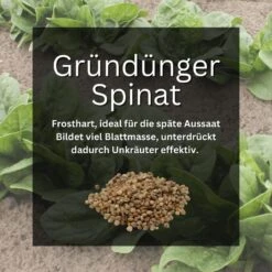 GardenTaurus® Gründünger Spinat, Doppelnutzen Durch Ernte Als Gemüse, Bodenverbesserer 7 GardenTaurus® Gründünger Spinat, Doppelnutzen Durch Ernte Als Gemüse, Bodenverbesserer -Samenshop24 Elegant Boutique spinat gruenduenger 102