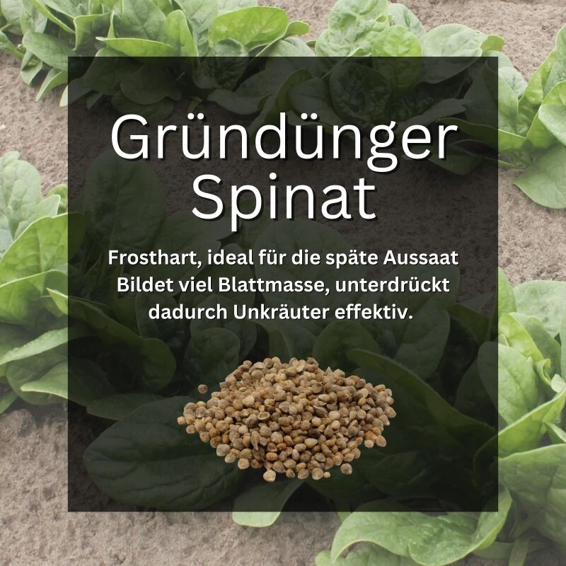 GardenTaurus® Gründünger Spinat, Doppelnutzen Durch Ernte Als Gemüse, Bodenverbesserer 4 GardenTaurus® Gründünger Spinat, Doppelnutzen Durch Ernte Als Gemüse, Bodenverbesserer – Bild 2